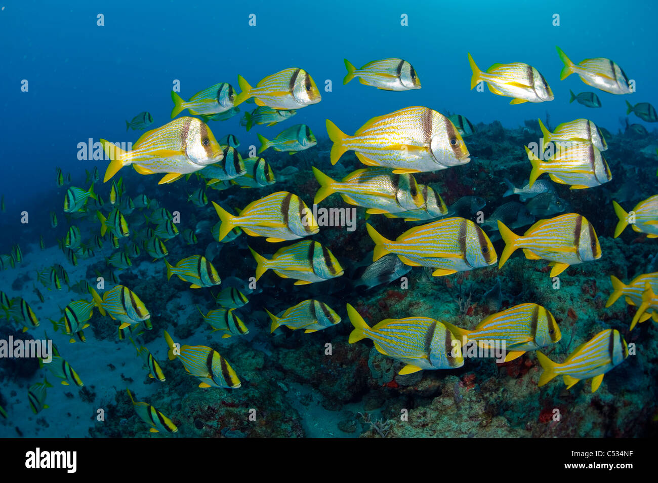 Coral Reef in Palm Beach County, Florida mit einem Sortiment von Wirbellosen und Fischarten. Stockfoto