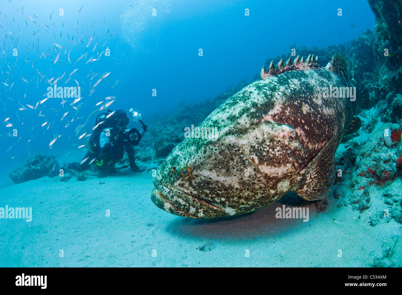 Taucher und Goliath Grouper (Epinephelus Itajara) in Palm Beach; FL. geschützte und gefährdete Stockfoto