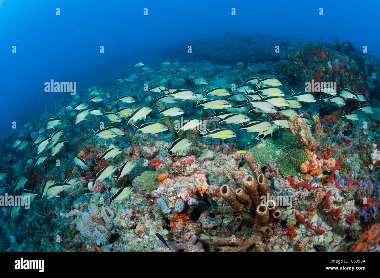 Coral Reef in Palm Beach County, Florida mit einem Sortiment von Wirbellosen und Fischarten. Stockfoto
