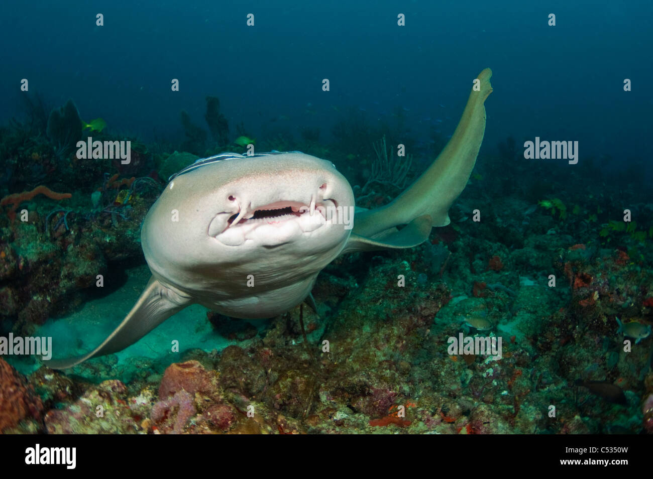 Nurse Shark (Ginglymostoma Cirratum) in Palm Beach County, Florida Stockfoto