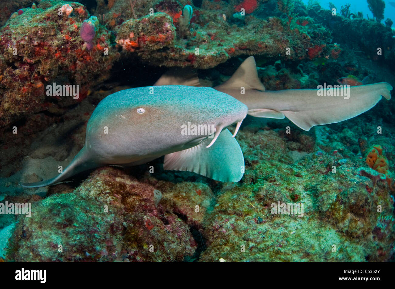 Nurse Shark (Ginglymostoma Cirratum) in Palm Beach County, Florida Stockfoto