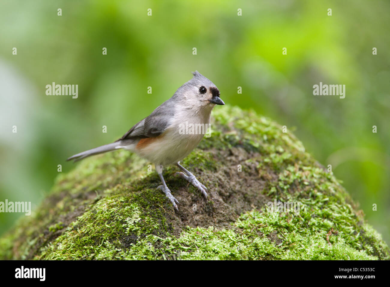 Tufted Meise Stockfoto