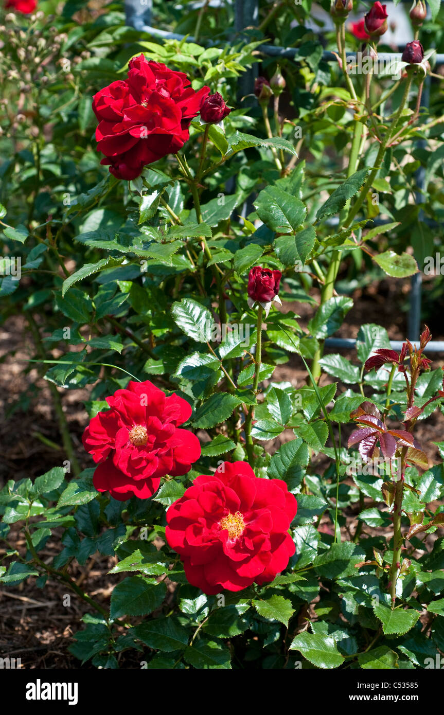 Rose Red Pearl "Jaccrimb" Stockfoto
