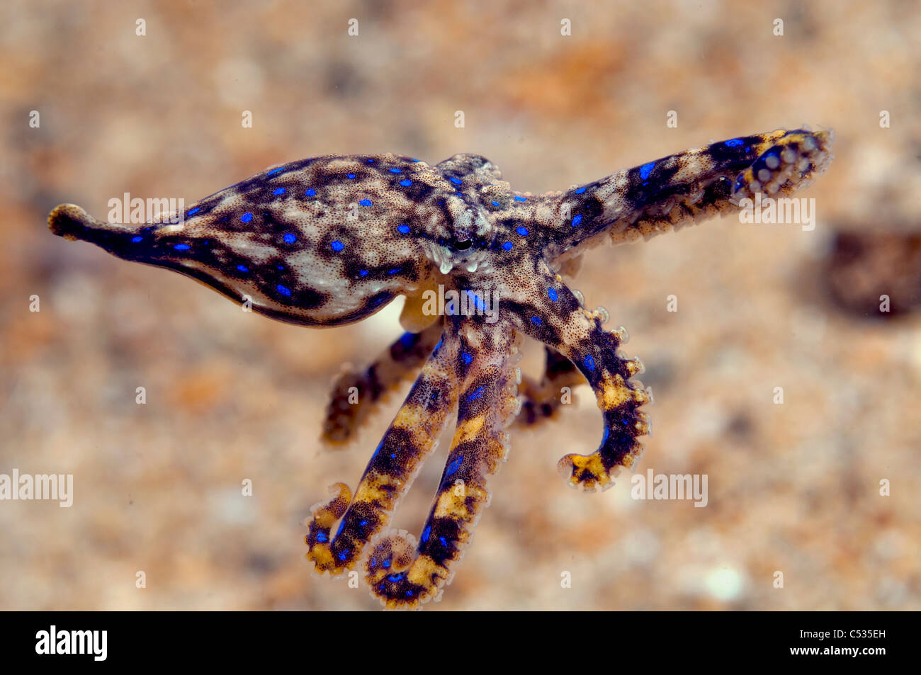 Blauer Ring Krake (Hapalochlaena Maculosa) schwimmt unter dem Steg in Edithburgh, South Australia, Australien. Stockfoto