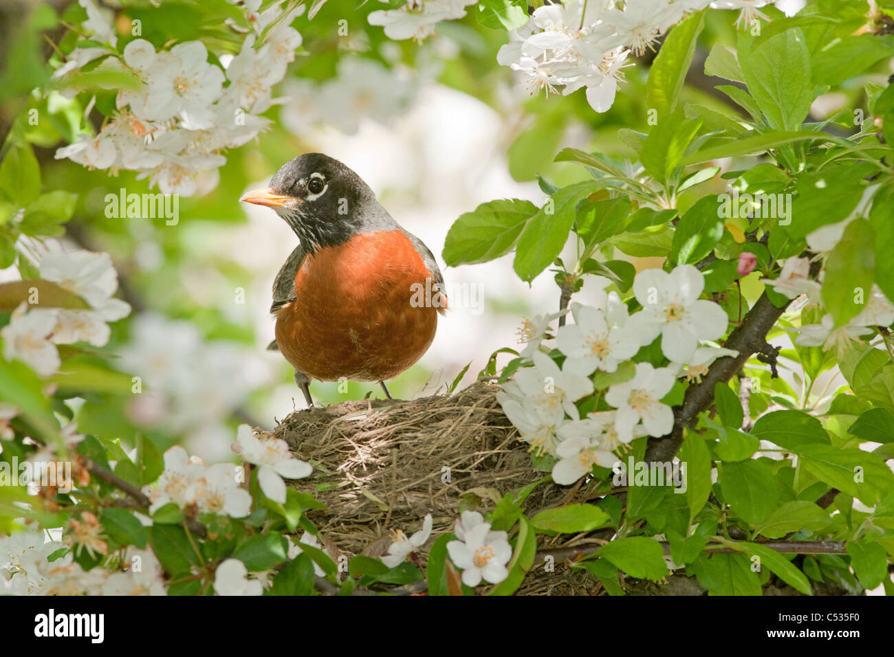 Amerikanischer Robin Nest im Apfelbaum Stockfoto