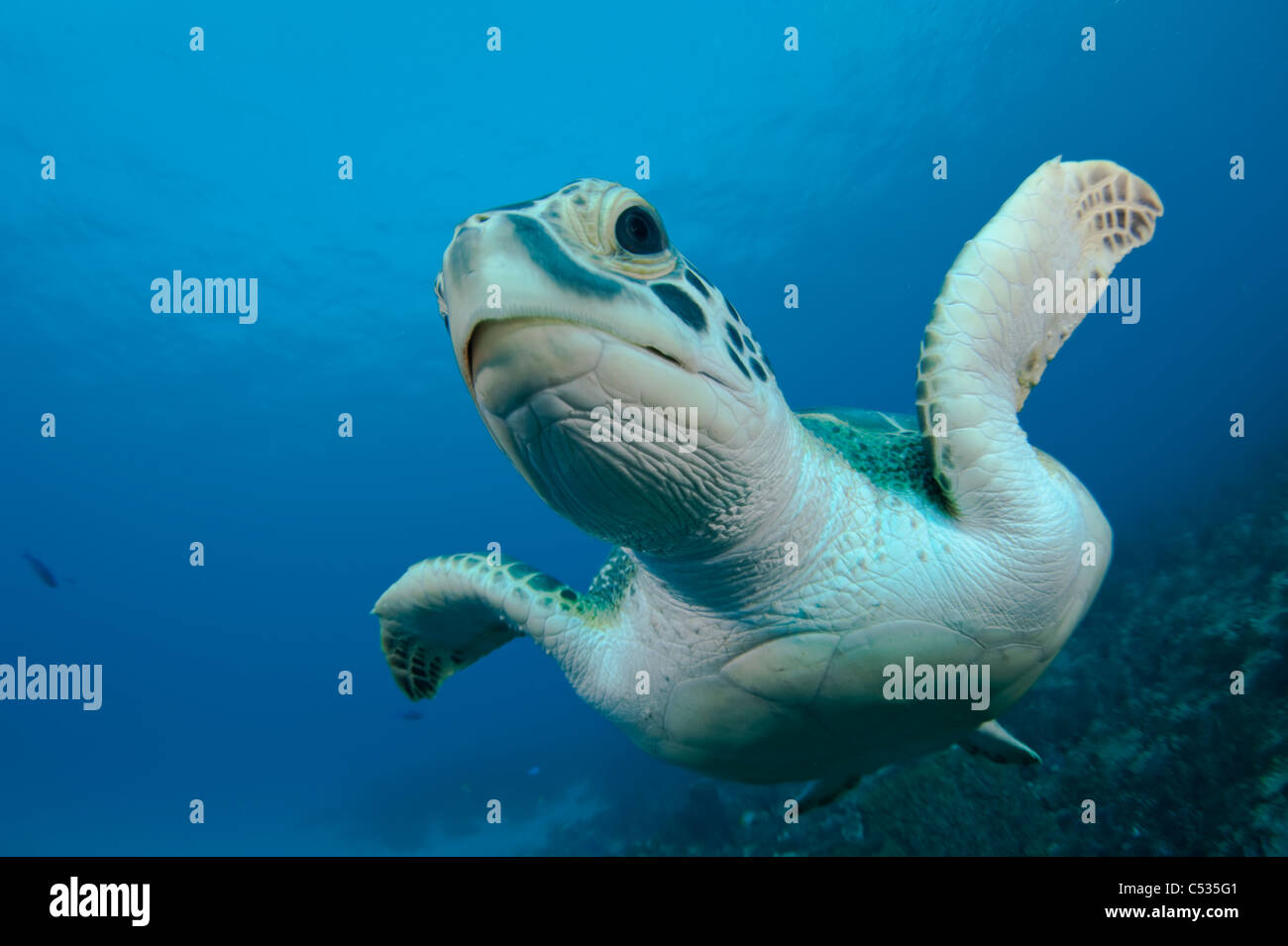 Grüne Meeresschildkröte Chelonia Mydas schwimmen über ein Korallenriff in Palm Beach, FL. stark gefährdet. Stockfoto