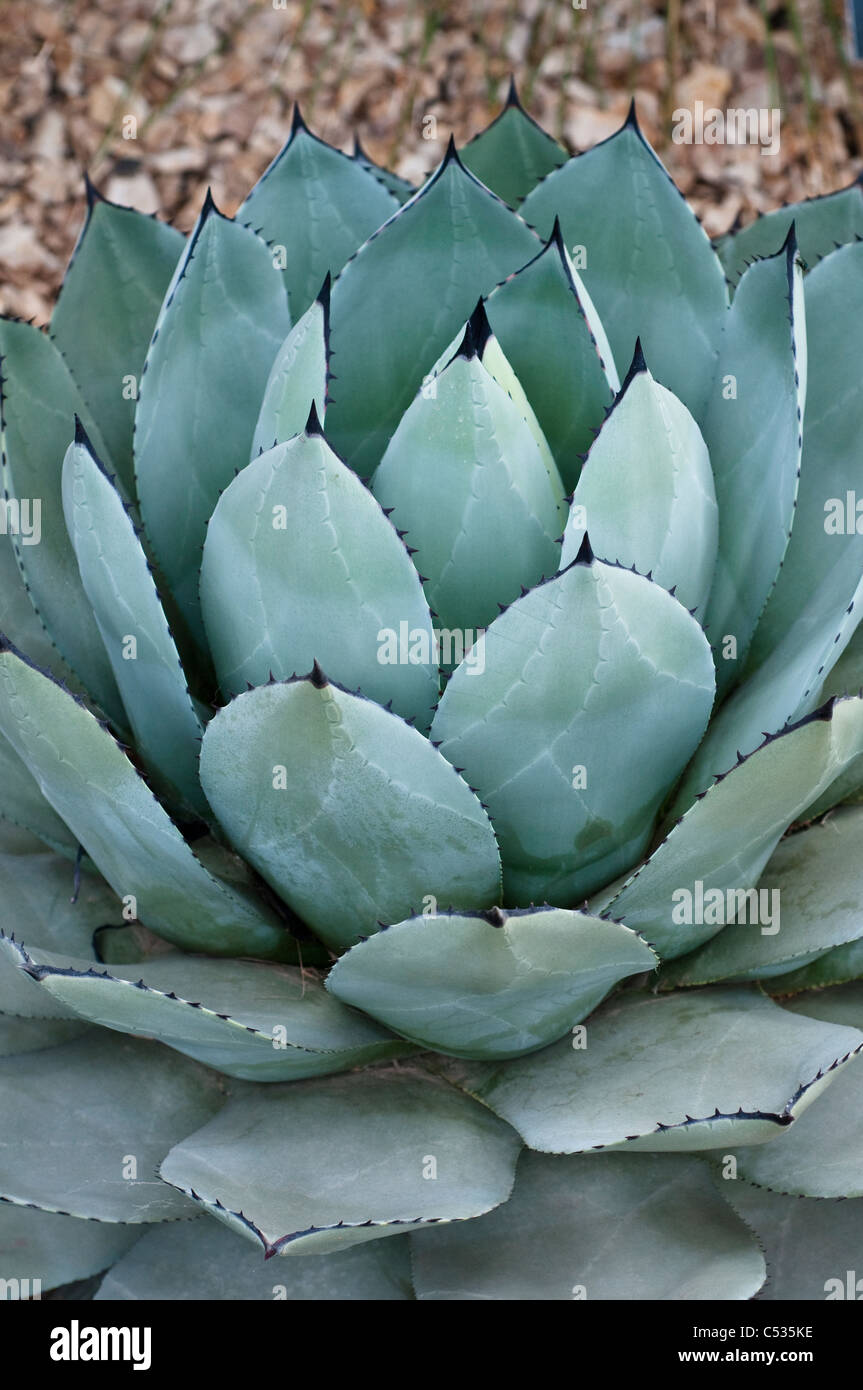 Agave Parryi Pflanze Stockfoto