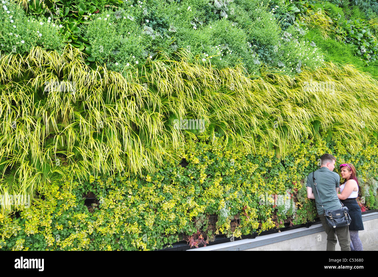 National Gallery London Grass ANS GE Trafalgar Quadrat lebenden Wand Kunst zum Leben A Weizenfeld mit Zypressen Van Gogh Stockfoto