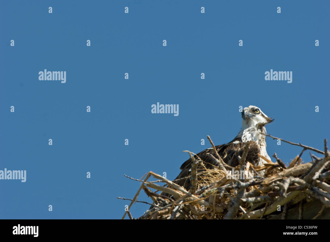 Fischadler Vogel im nest Stockfoto