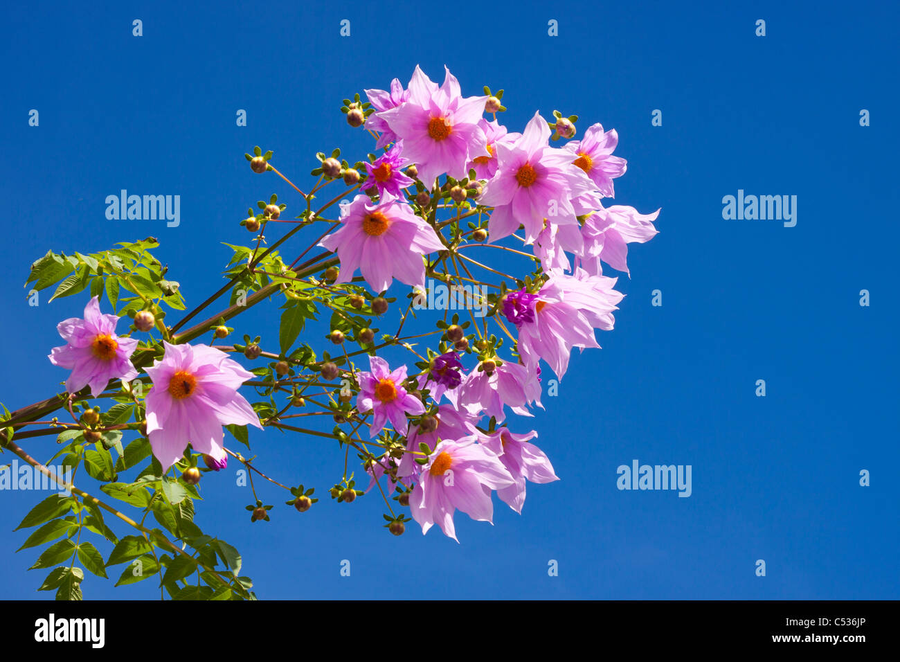 Schöne Blüte über wolkenlosen blauen Himmel Stockfoto