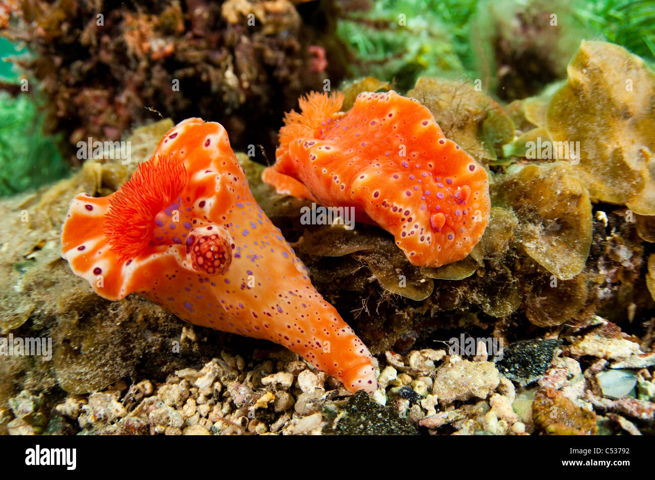 Ein paar Nacktschnecken (Ceratosoma Brevicaudatum) Vorbereitung auf dem Meeresboden in Port Hughes, South Australia zu Paaren. Stockfoto
