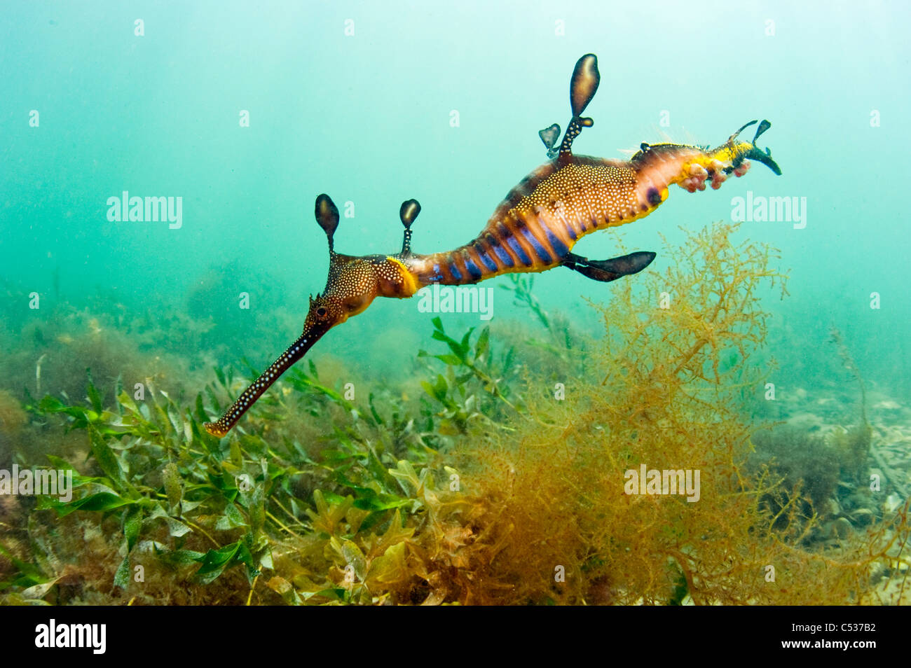Ein Weedy oder gemeinsame Sea Dragon (Phyllopteryx Taeniolatus) schwimmt unter den Seetang um den Steg in Flinders, Australien. Stockfoto