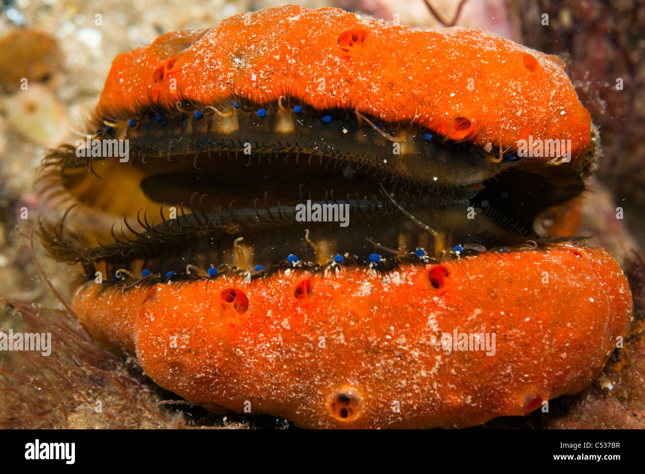 Fan-Shell oder Doughboy Jakobsmuschel (Chlamys bekleidet Asperrimus) fotografiert in South Australia. Stockfoto