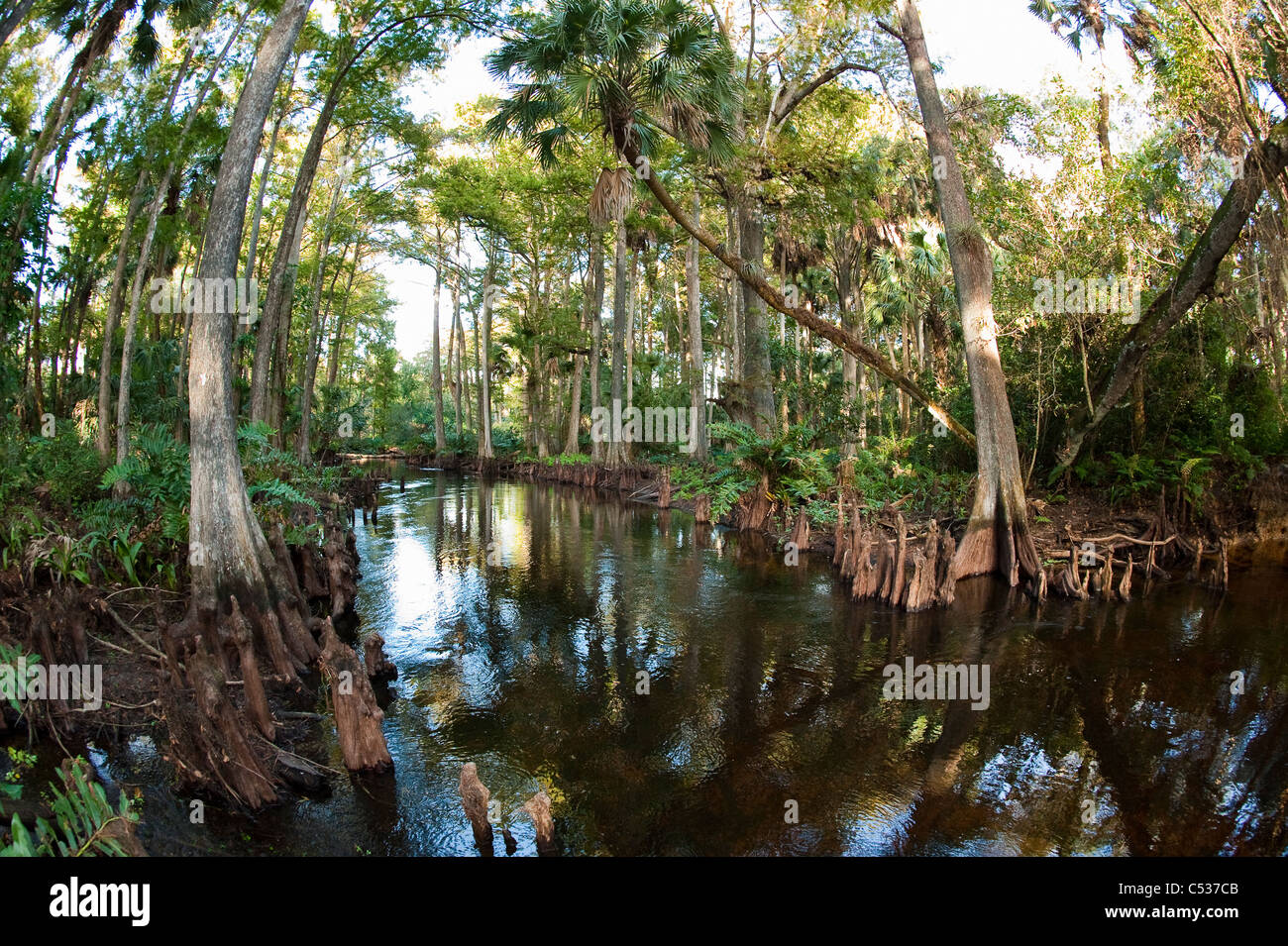 Loxahatchee River in nördlichen Palm Beach County, Florida, eine der wenigen verbleibenden wilde und malerische Flüsse Süd-Florida. Stockfoto
