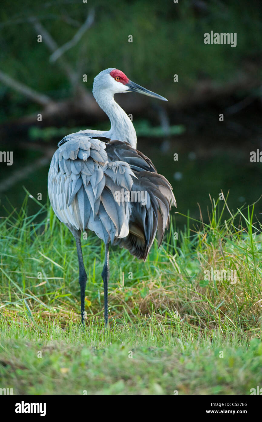 Florida Sandhill Kran (Grus Canadensis Pratensis) fotografiert in grasbewachsenen Gewässer Naturschutzgebiet im Südosten Floridas. Stockfoto