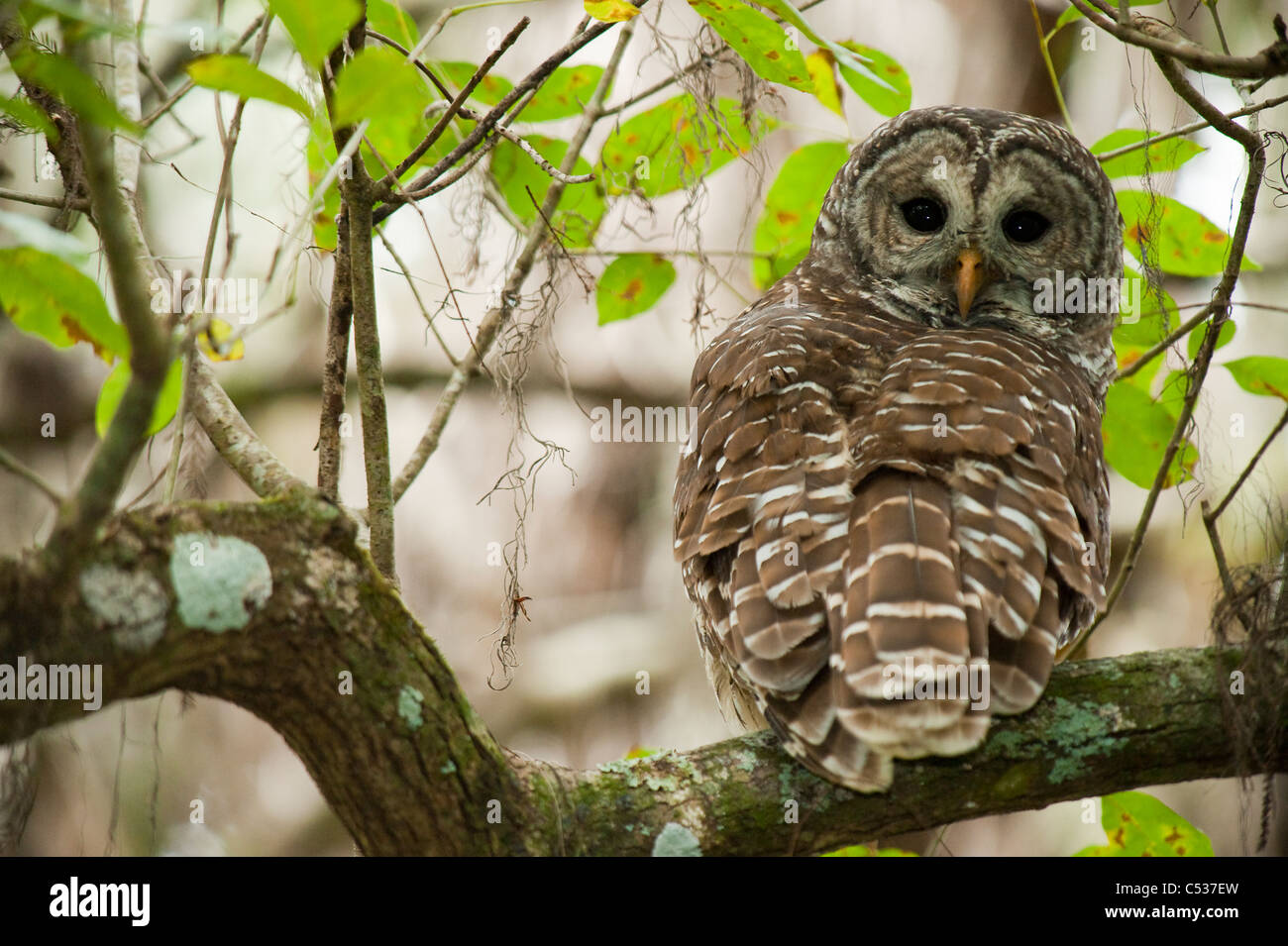 Streifenkauz (Strix Varia) fotografiert an den Ufern des Flusses Loxahatchee in Jupiter, Florida. Stockfoto
