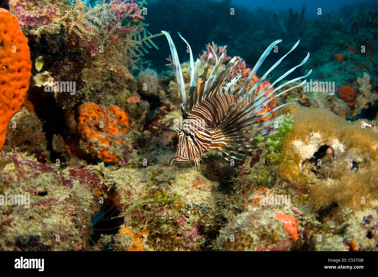 Rotfeuerfisch (Pterois Volitans), eine invasiven und giftigen Arten auf ein Korallenriff Offshore-Florida fotografiert. Stockfoto