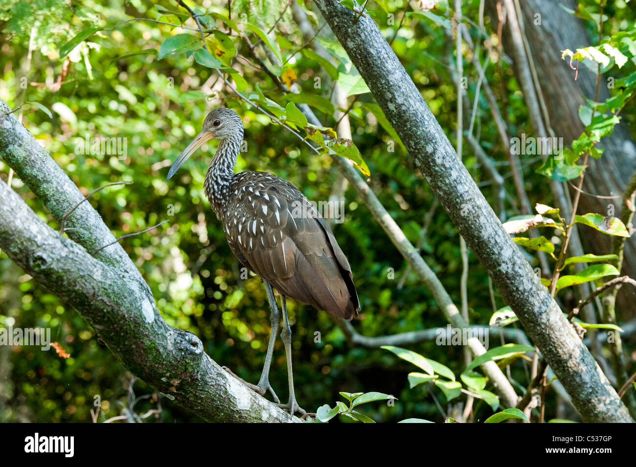 Limpkin (Aramus Guarauna) sitzt auf einem Ast entlang des Flusses Loxahatchee in Jupiter, Florida. Stockfoto