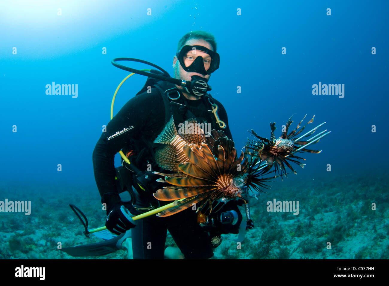 Taucher mit einer Fangmenge von Rotfeuerfisch (Pterois Volitans), eine invasiven Arten, die in der gesamten Karibik und Atlantik ausgebreitet hat. Stockfoto