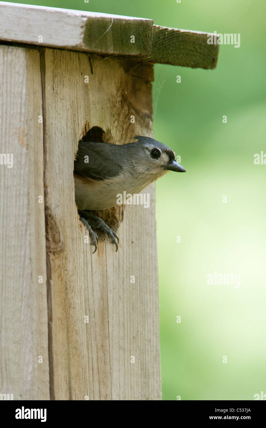 Tufted Meise spähte aus Nistkasten - vertikal Stockfoto