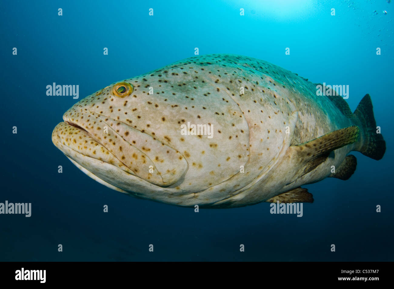 Goliath Zackenbarsch Epinephelus Itajara fotografiert während der Laichzeit Unterwasser Offshore-Palm Beach, Florida. Gefährdet Stockfoto