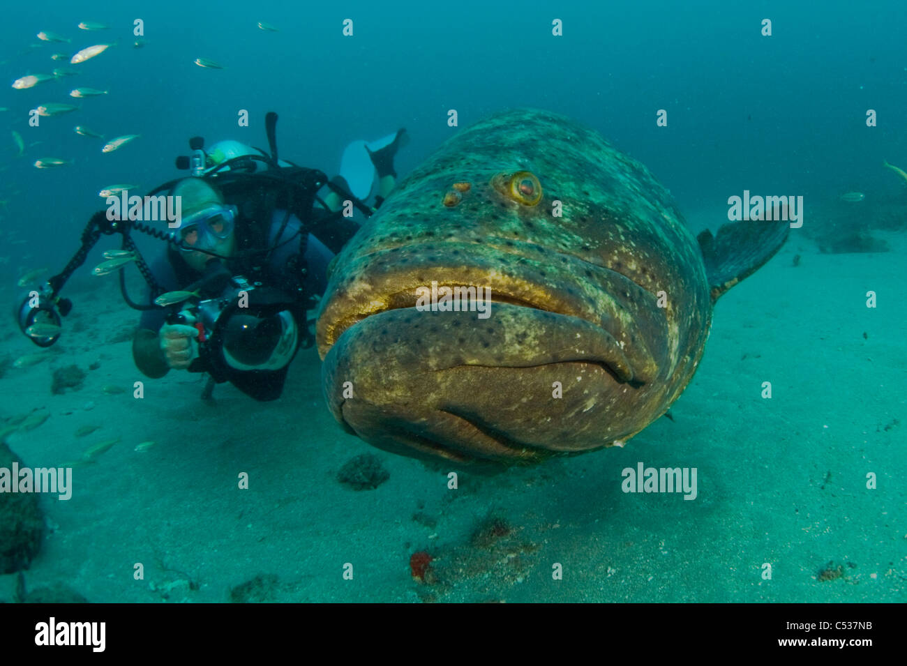 Taucher und Goliath Grouper (Epinephelus Itajara) in Palm Beach; FL. geschützte und gefährdete Stockfoto