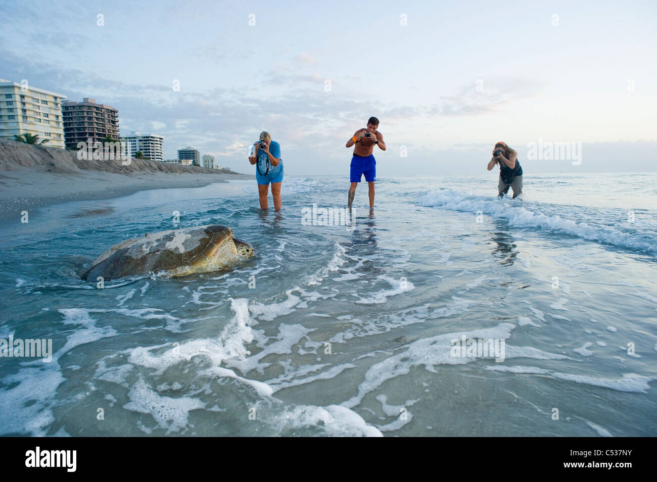 Weibliche grüne Meeresschildkröte (Chelonia Mydas) wieder in den Ozean nach ihrer Eiablage in Juno Beach, FL bei Sonnenaufgang. Stockfoto