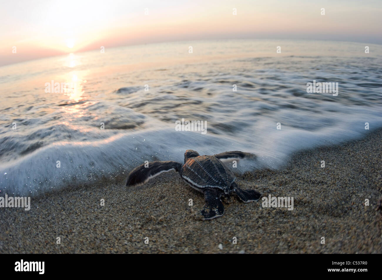 Jungtier der Lederschildkröte (Dermochelys Coriacea) in den Ozean nach dem Schlupf in Juno Beach, FL gerettet Stockfoto