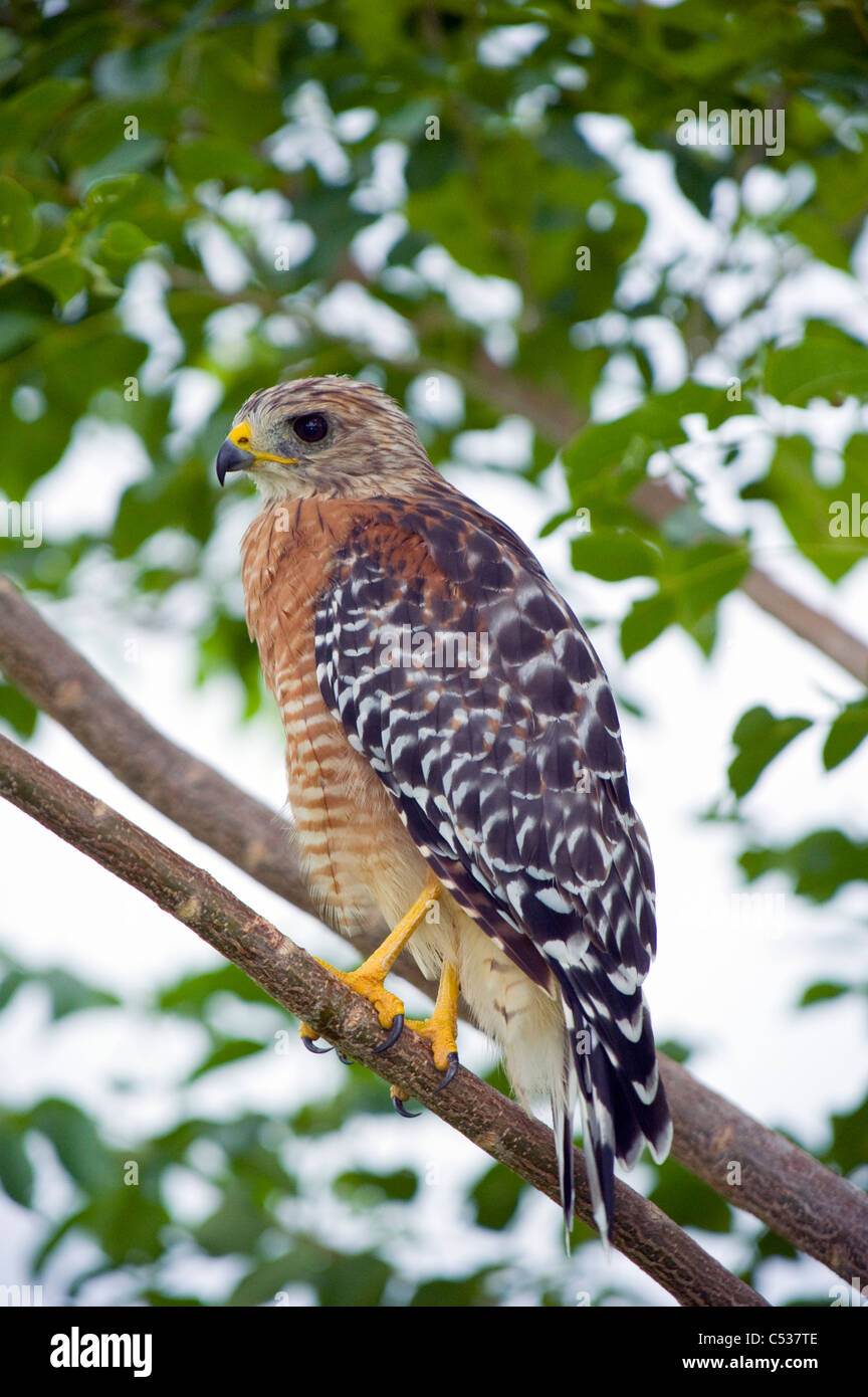 Wild, nicht gefangen, nicht gewöhnt rot-geschultert Falke (Buteo Lineatus) im Everglades National Park, Florida Stockfoto