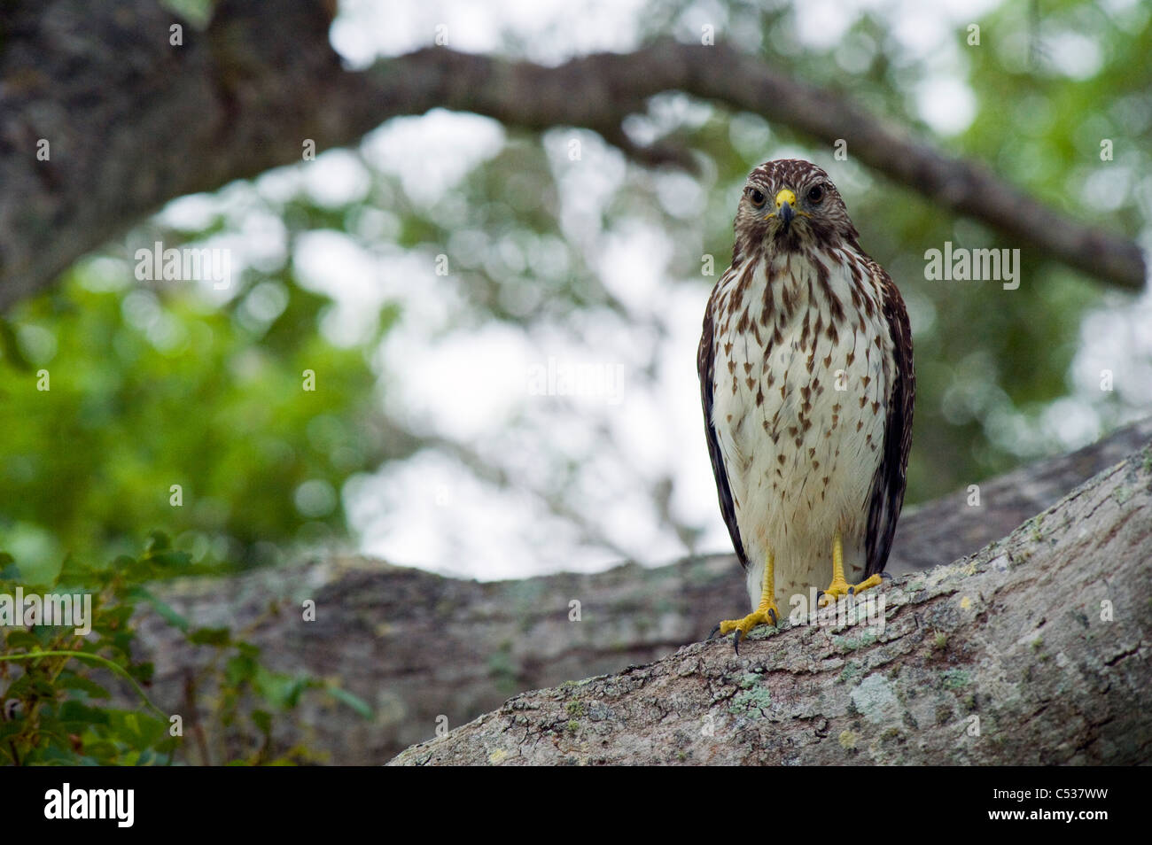 Wild, nicht gefangen, nicht gewöhnt rot-geschultert Falke (Buteo Lineatus) im Everglades National Park, Florida Stockfoto