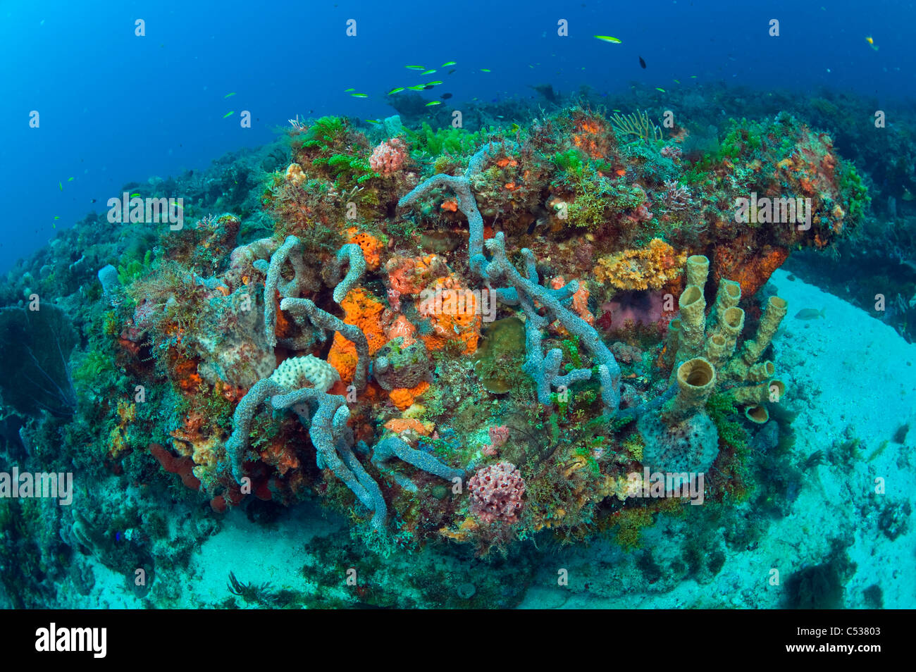 Coral Reef in Palm Beach County, Florida mit einem Sortiment von Wirbellosen und Fischarten. Stockfoto