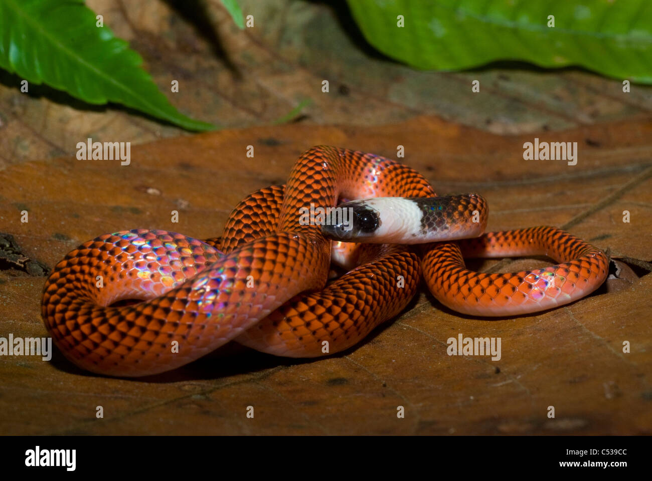 Schwarz-Kragen (aka Ei Amazon Esser;  Drepanoides Anomalus) Schlange im peruanischen Amazonas-Regenwald Stockfoto