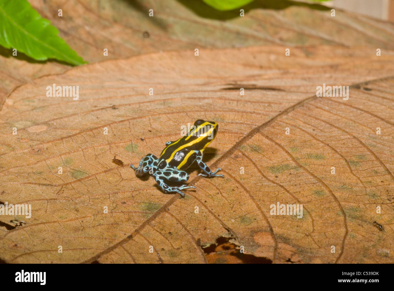 Schwarz-gelbe Pfeilgiftfrosch (Dendrobates Ventrimaculatus) in der Amazonas-Becken von Peru Stockfoto