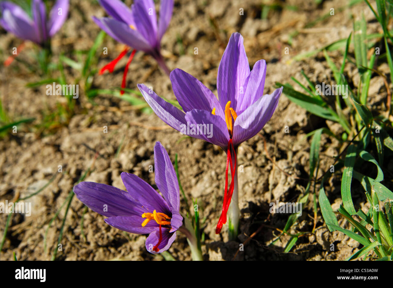 Herbst-Krokusse, Safran Blumen, Crocus Sativus, mit den typischen drei rote  Narben, Munder, Wallis, Schweiz Stockfotografie - Alamy