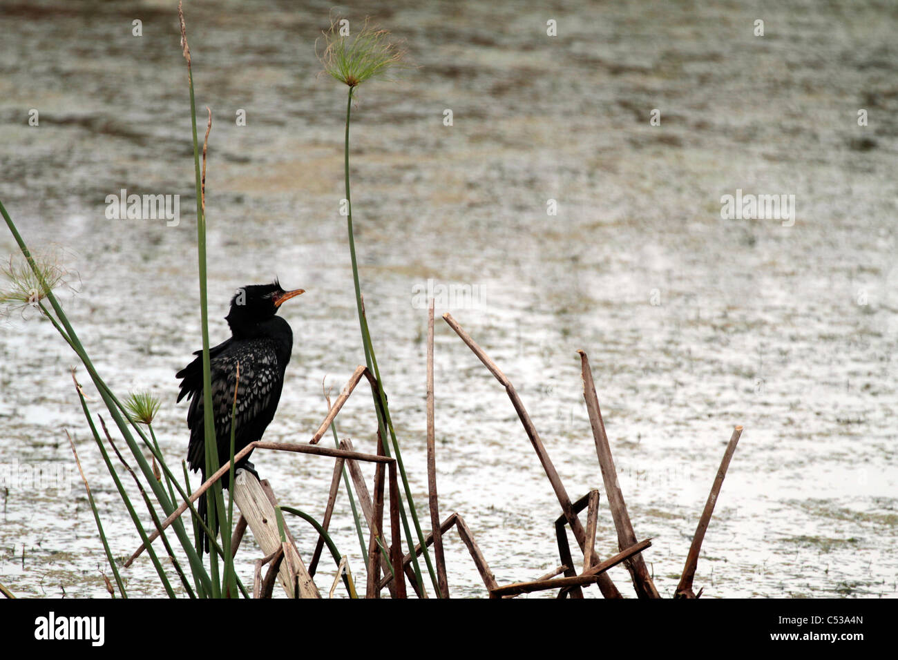 Reed Kormoran (Microcarbo Africanus) oder Long-tailed Kormoran. Stockfoto
