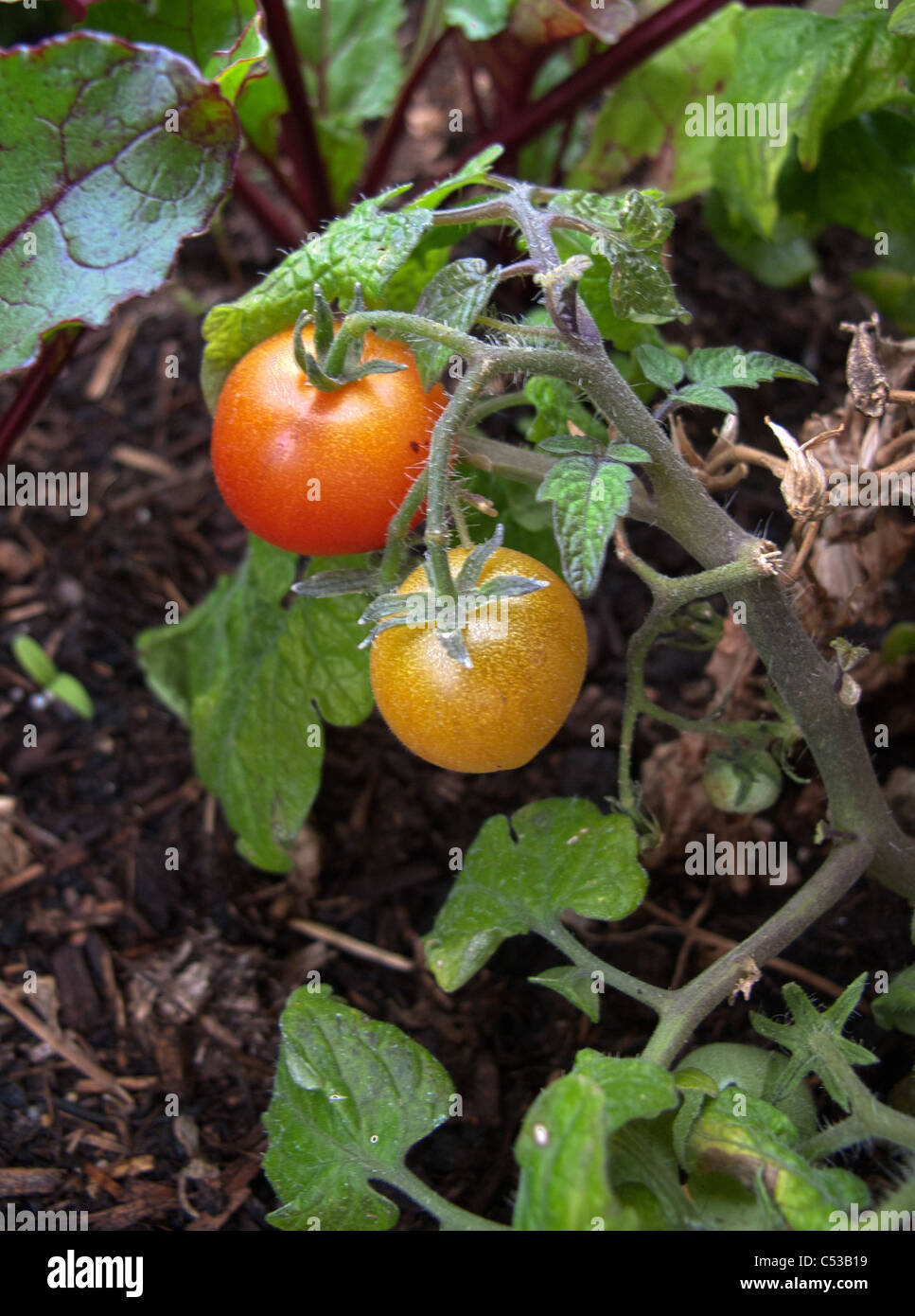 reife Tomaten auf den Weinbau im Boden Stockfoto