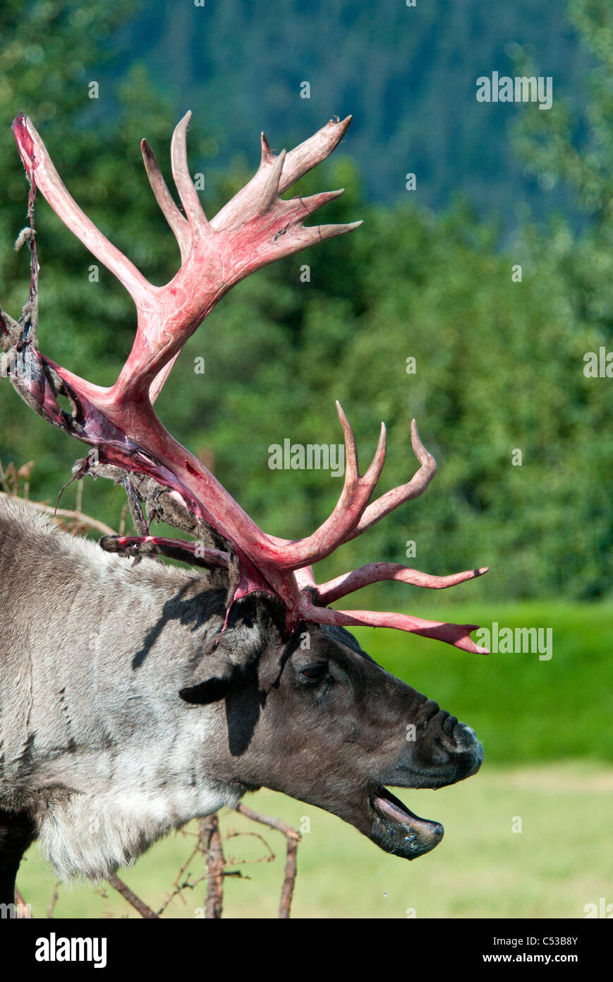 Profil eines Stiers kargen Boden Caribou mit samt aus Geweih, Alaska Wildlife Conservation Center, Alaska zu vergießen. In Gefangenschaft Stockfoto