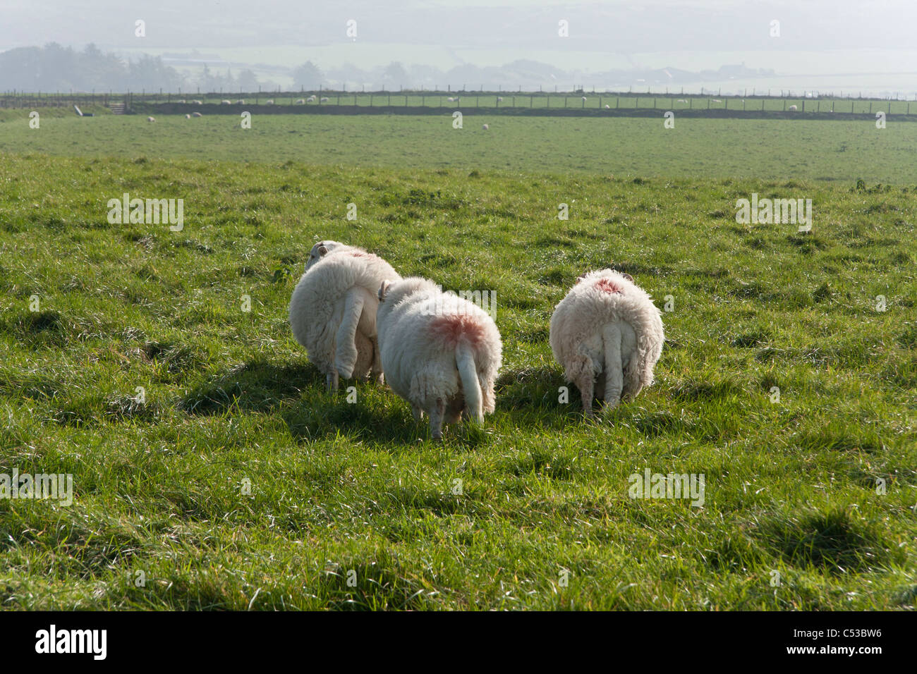 Schafe auf einer Wiese Stockfoto