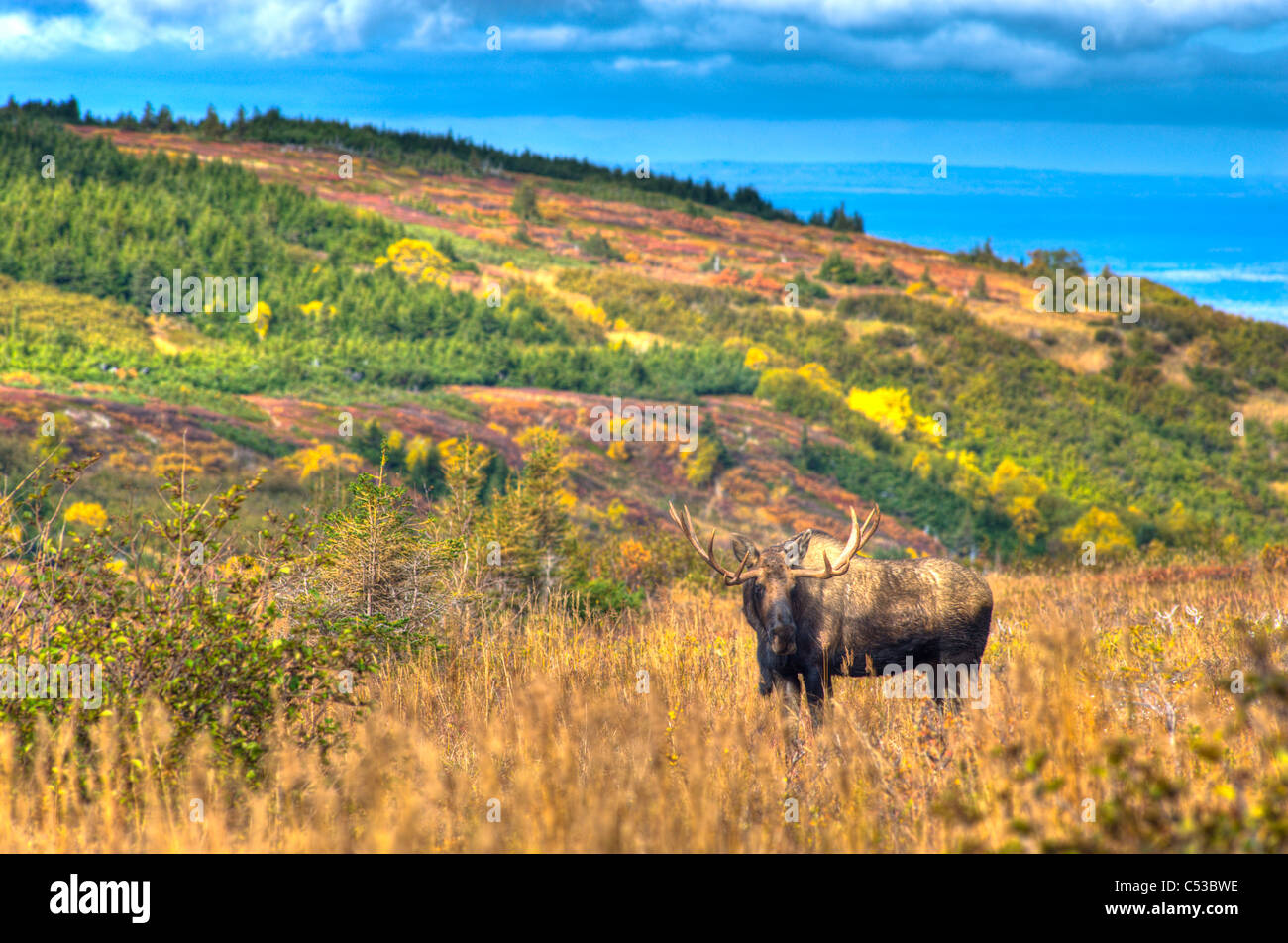 Reizvolle Aussicht auf einen Elchbullen in Furche in der Nähe von Powerline Pass im Chugach State Park, Yunan Alaska, Herbst, HDR-Bild. Stockfoto