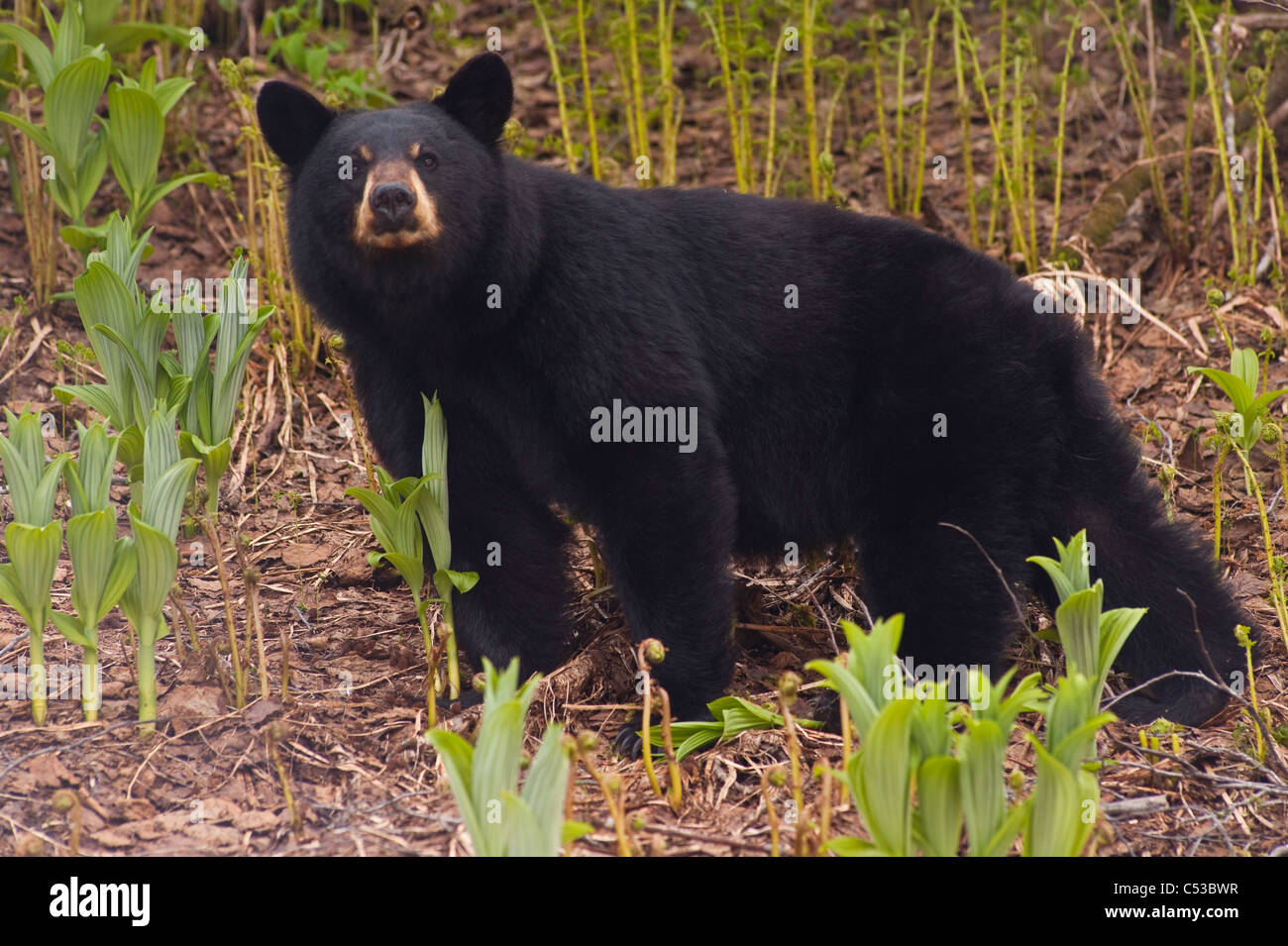 Schwarzer Bär in der Nähe von Harding Icefield Trail bei Exit-Gletscher im Kenai Fjorde Nationalpark, Halbinsel Kenai, Alaska Stockfoto
