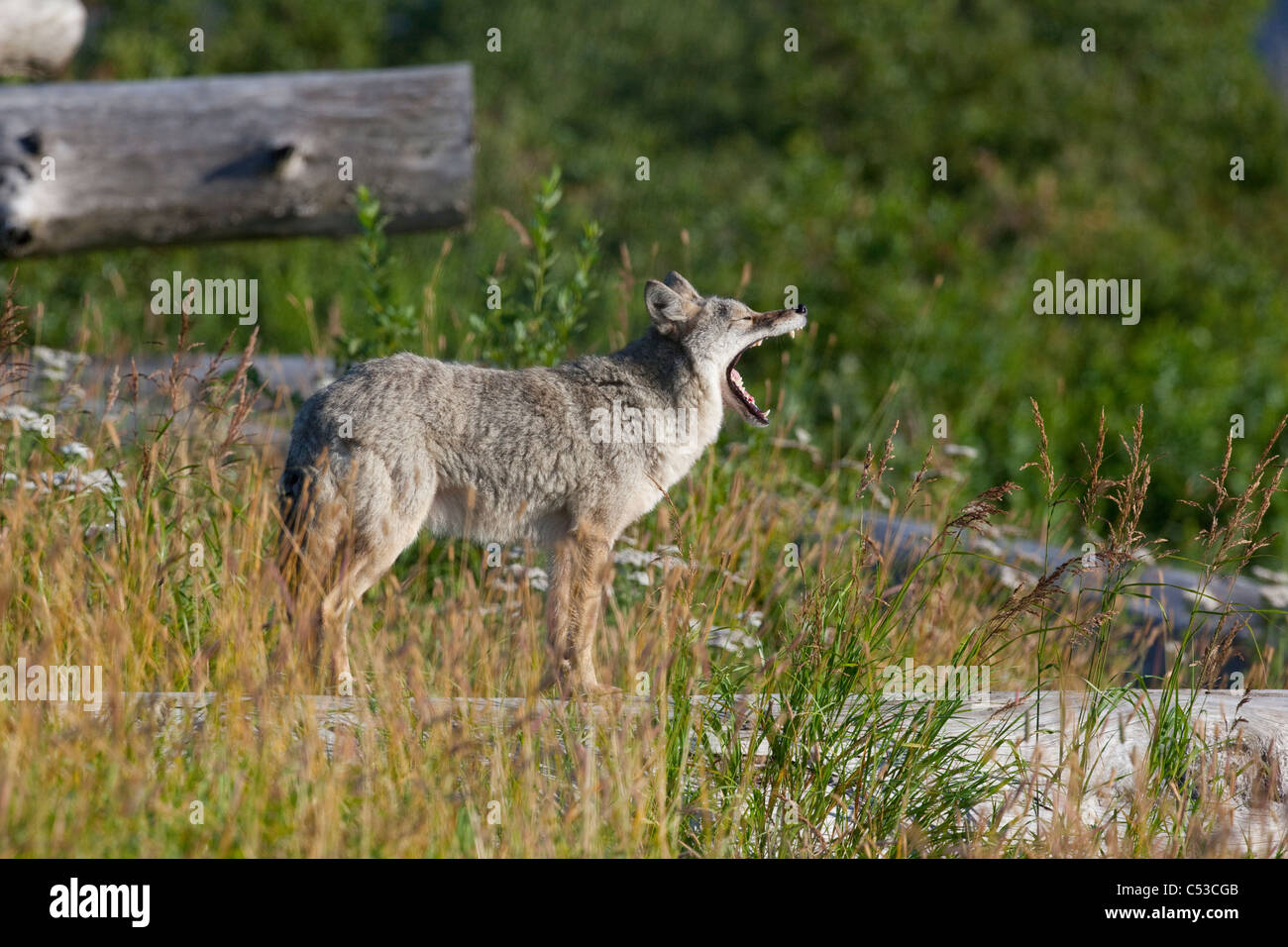Coyote gähnt stehend auf einem Protokoll, Alaska Wildlife Conservation Center, Yunan Alaska, Sommer. In Gefangenschaft Stockfoto