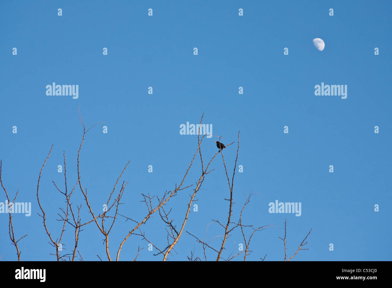 Schwarzer Vogel auf einem Baum und Mond Stockfoto