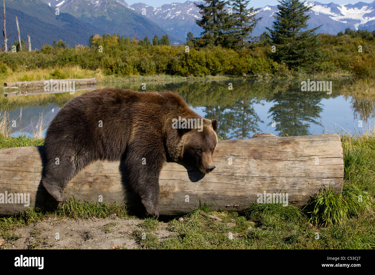 Weibliche Grizzly liegt drapiert über ein Protokoll mit einem Teich im Hintergrund, Alaska Wildlife Conservation Center in Alaska. In Gefangenschaft Stockfoto