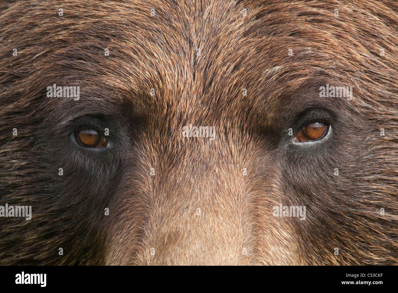Extreme Nahaufnahme von einem weiblichen Braunbären Gesicht im Alaska Wildlife Conservation Center, Yunan Alaska, Sommer. In Gefangenschaft Stockfoto