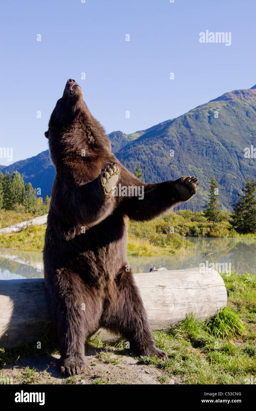 Ein Braunbär-Mann steht neben einem Protokoll auf seine Hinterpfoten, Alaska Wildlife Conservation Center, Alaska, Sommer. In Gefangenschaft Stockfoto