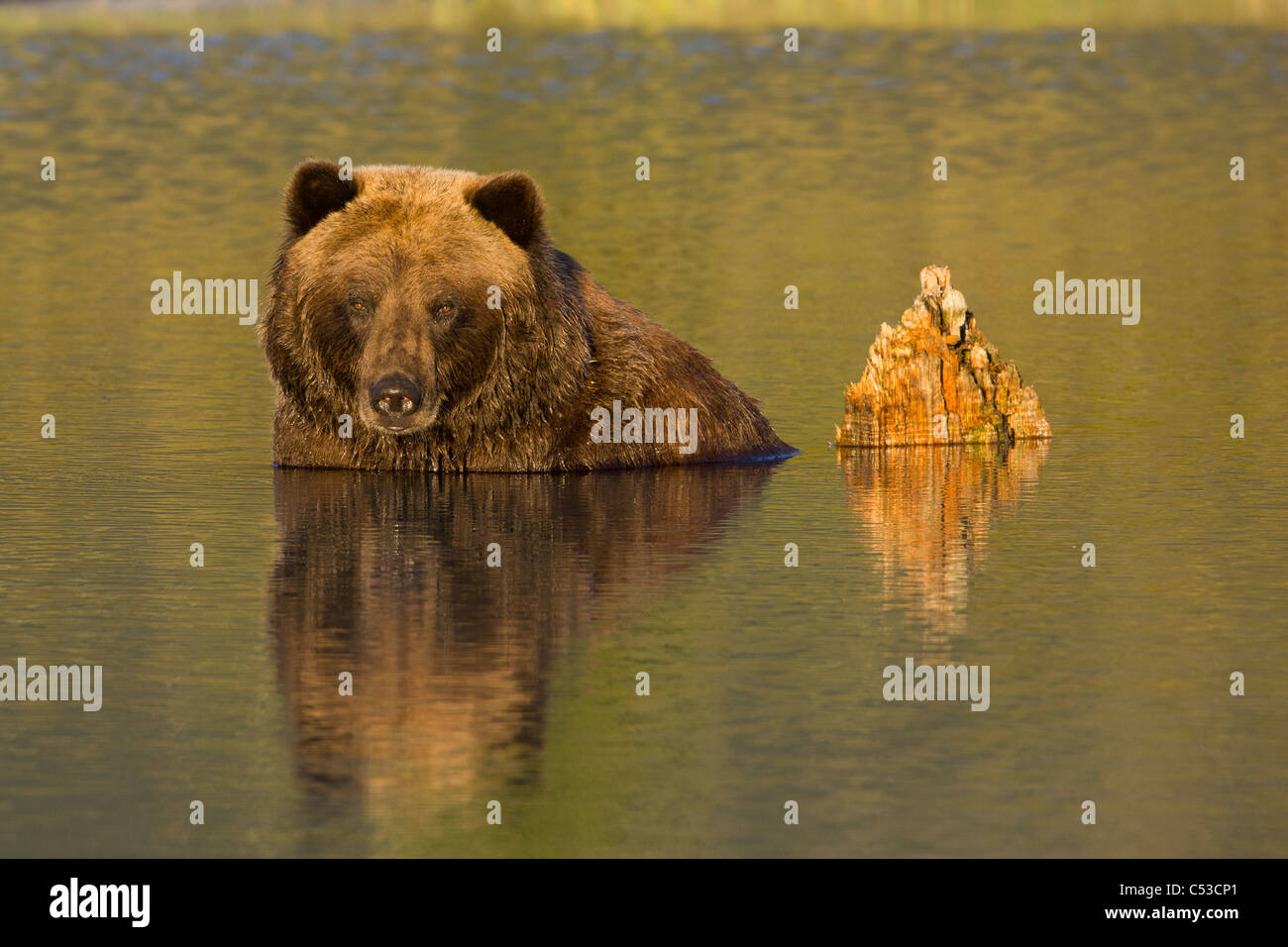 Eine weibliche Braunbären meist in Wasser untergetaucht im Alaska Wildlife Conservation Center, Yunan Alaska, Sommer. In Gefangenschaft Stockfoto