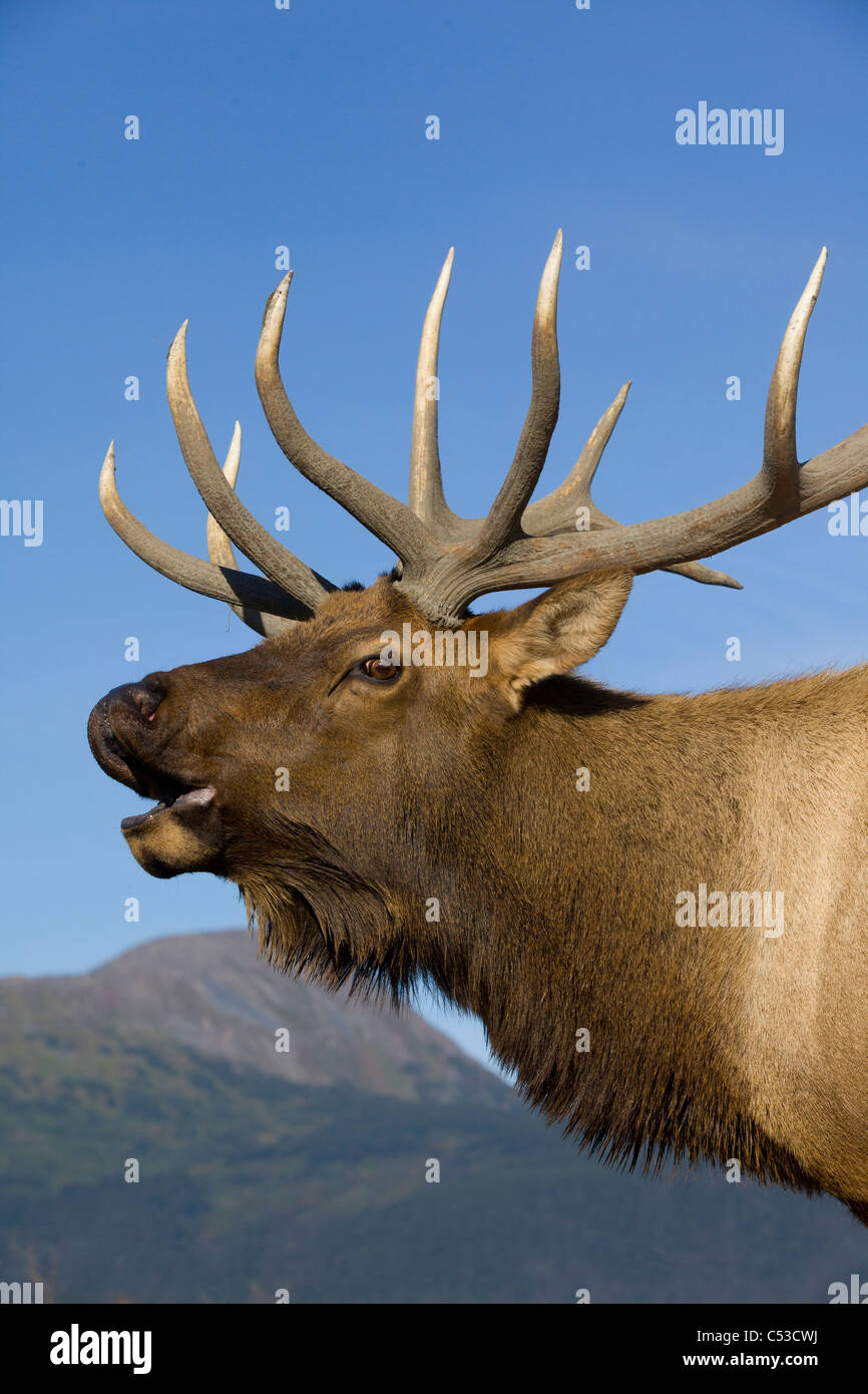 Nahaufnahme von einem Rocky Mountain Stier Elch hallten während der Brunft Herbst an die in der Nähe von Portage, Yunan Alaska. IN GEFANGENSCHAFT Stockfoto