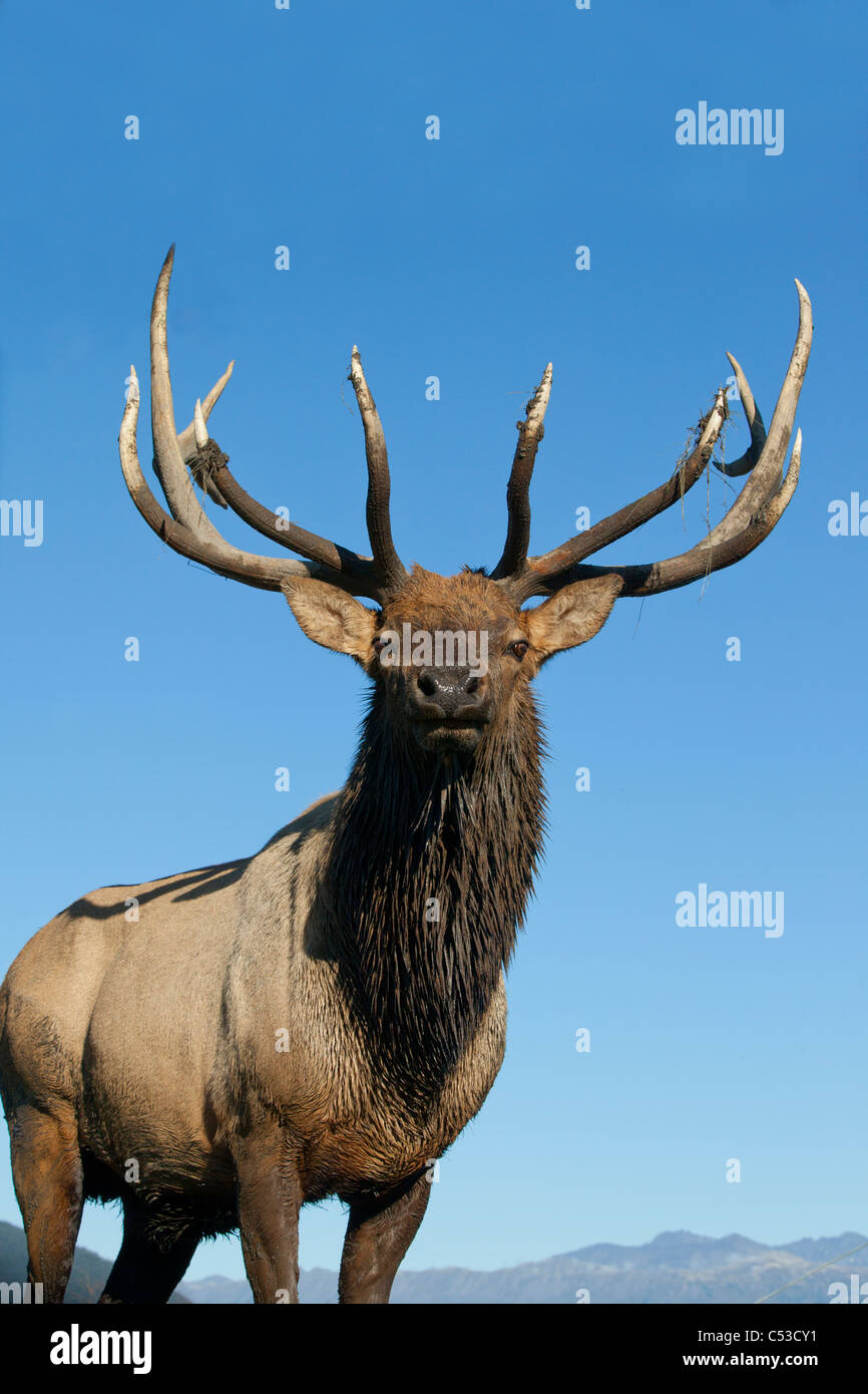 Porträt von einem Rocky Mountain Stier Elch am in der Nähe von Portage, Alaska, Herbst. IN GEFANGENSCHAFT Stockfoto