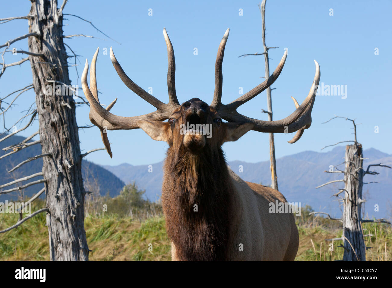 Nahaufnahme von einem Rocky Mountain Stier Elch hallten während der Brunft Herbst an die in der Nähe von Portage, Yunan Alaska. IN GEFANGENSCHAFT Stockfoto