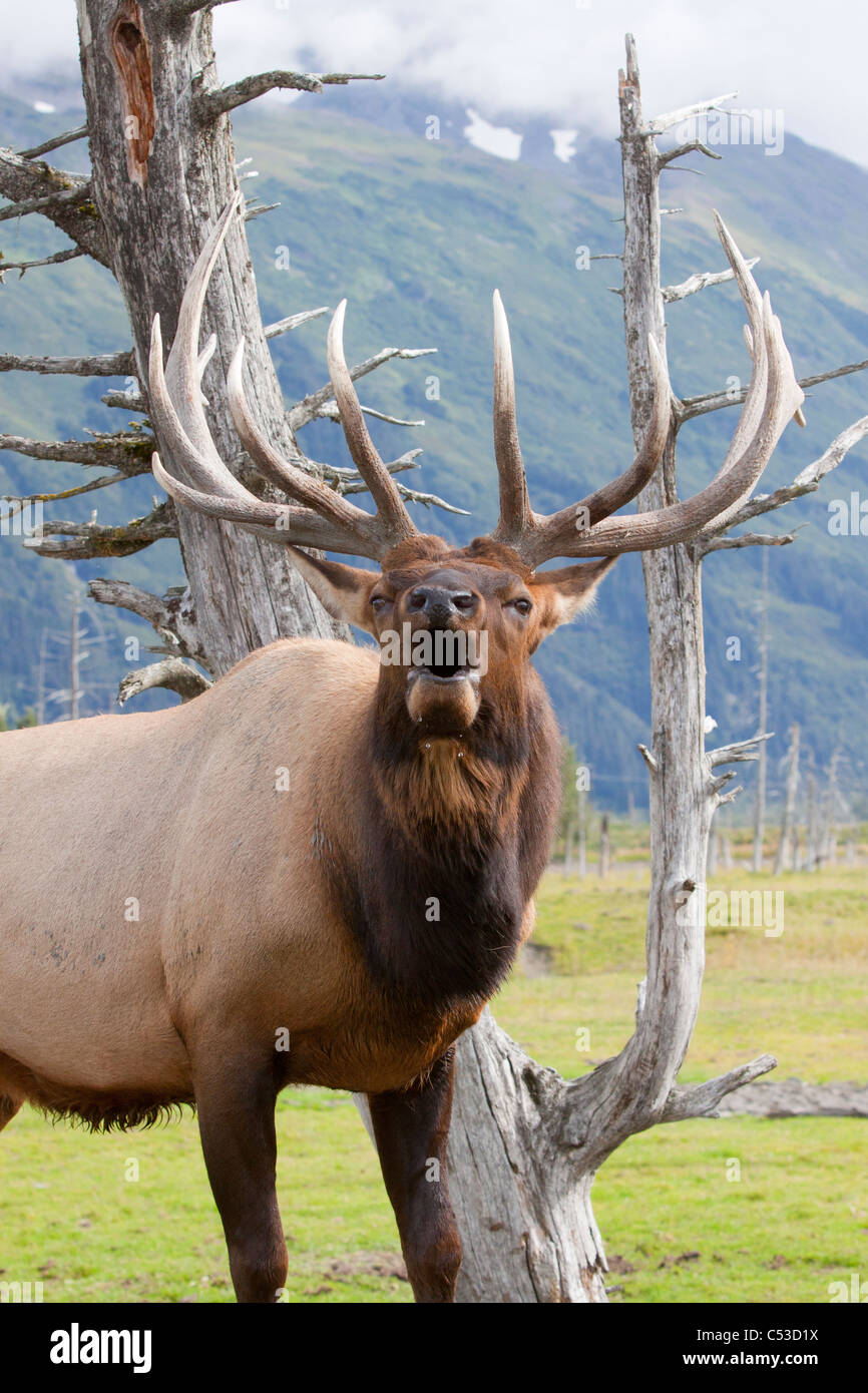 Nahaufnahme von einem Roosevelt Stier Elch hallten während der Brunft Herbst an die in der Nähe von Portage, Yunan Alaska. IN GEFANGENSCHAFT Stockfoto